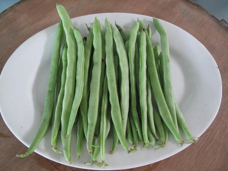 農(nóng)藥殘留檢測(cè)儀，檢測(cè)四季豆農(nóng)藥殘留含量