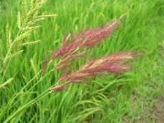 糧食安全檢測(cè)儀器，糧食重金屬檢測(cè)儀