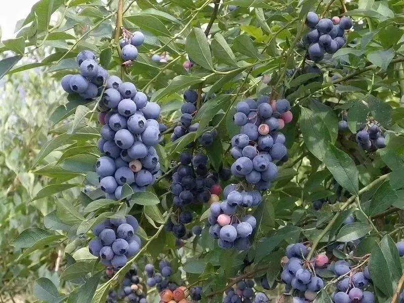 藍(lán)莓表面的白霜是農(nóng)藥殘留嗎？農(nóng)藥殘留檢測(cè)儀來回答