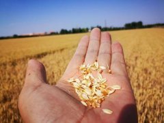 糧食水分測量儀，為小麥提供合理存儲時間