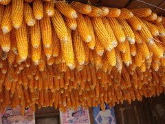糧食安全檢測儀，可檢測糧食中是否含有大米增白劑