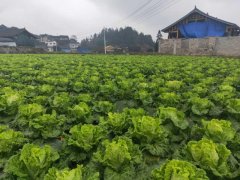 便攜式植物營養(yǎng)測定儀，對農(nóng)業(yè)種植有什么幫助？