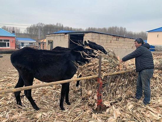 科尔沁右翼前旗防疫检疫站最新发展规划,科尔沁右翼前旗防疫检疫站最新发展规划