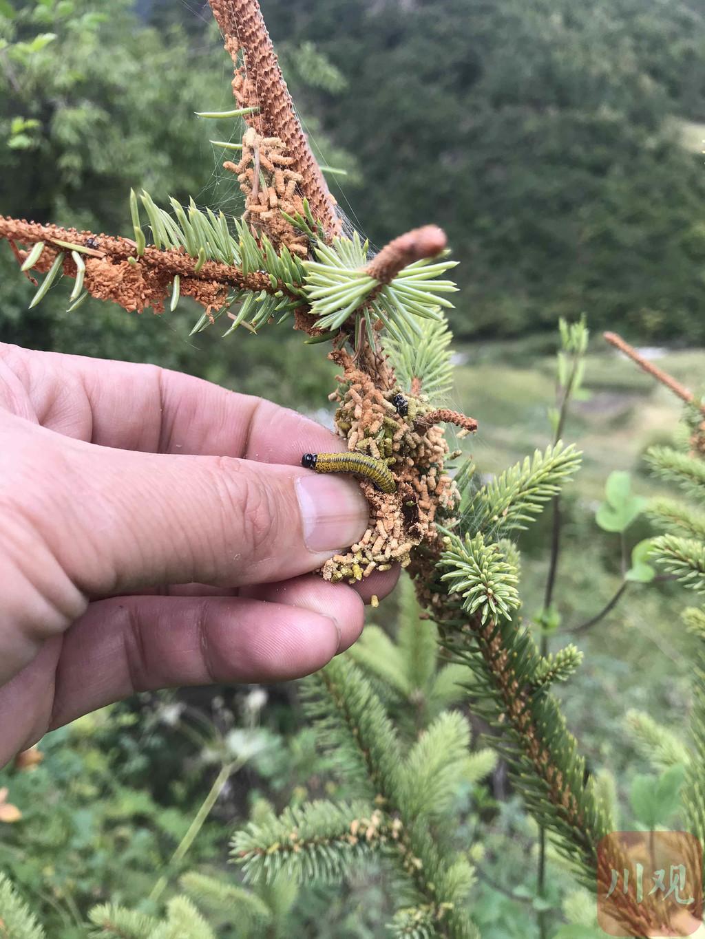 阿坝县自然资源和规划局最新项目,阿坝县自然资源和规划局最新项目，推动地方可持续发展与生态保护协同前行