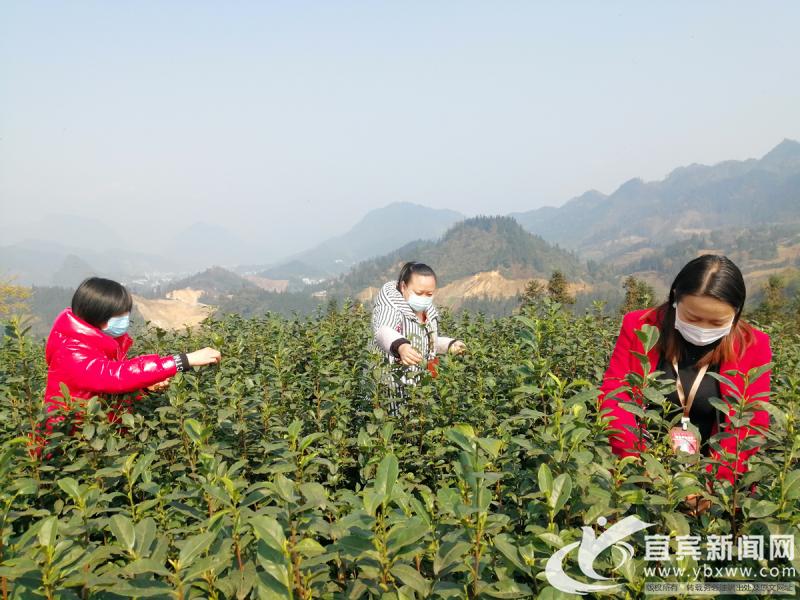 筠连县市场监督管理局最新项目,筠连县市场监督管理局最新项目，推动市场监管现代化，助力地方经济高质量发展